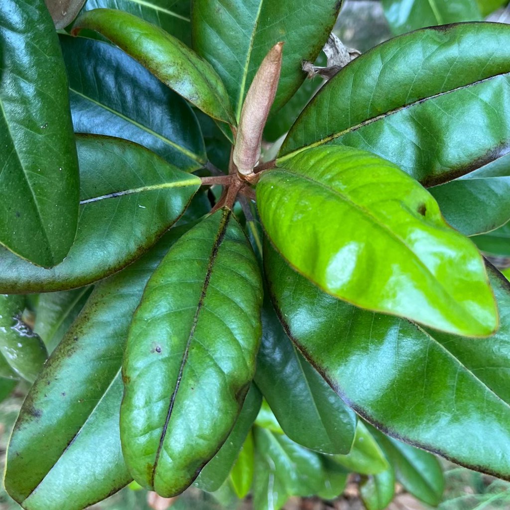 emerging-leaf.jpg